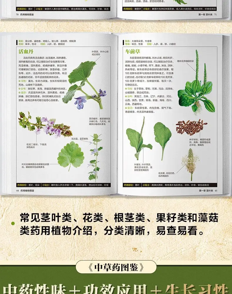 Illustrated Chinese Herbal Medicine Illustrated Book of Medicinal Plants (2 volumes) Chinese medicine books