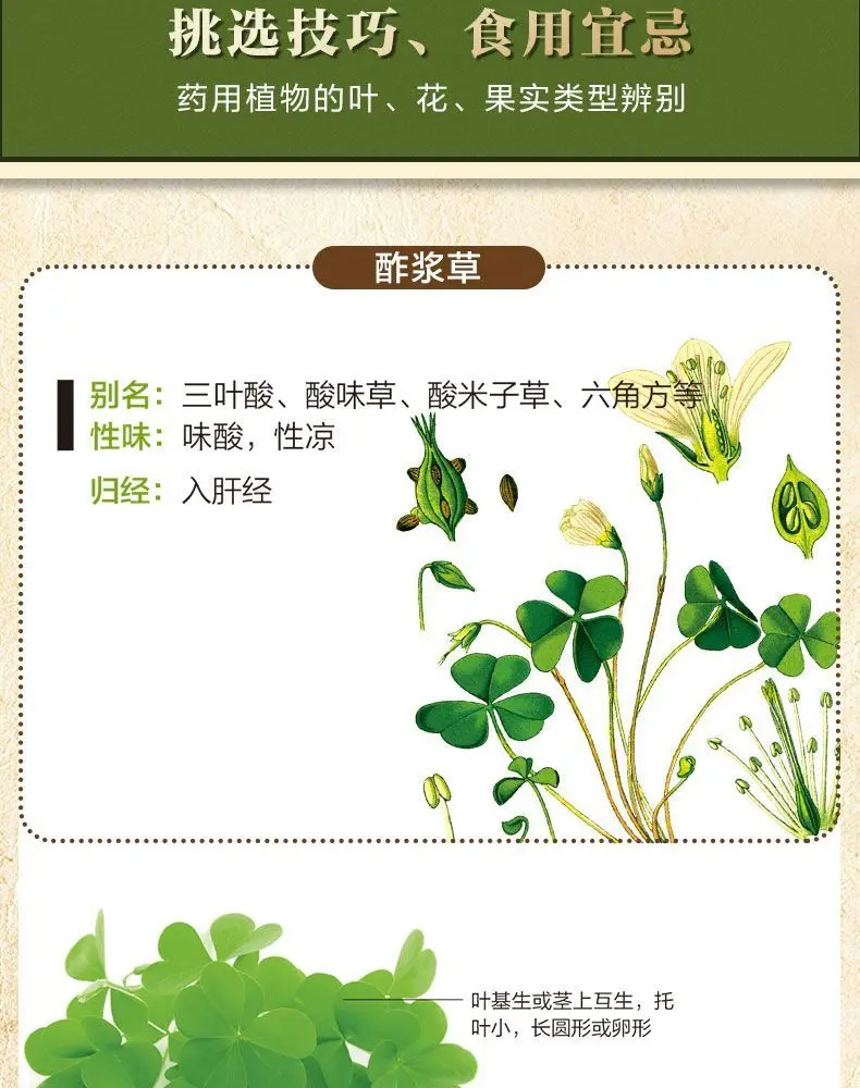 Illustrated Chinese Herbal Medicine Illustrated Book of Medicinal Plants (2 volumes) Chinese medicine books