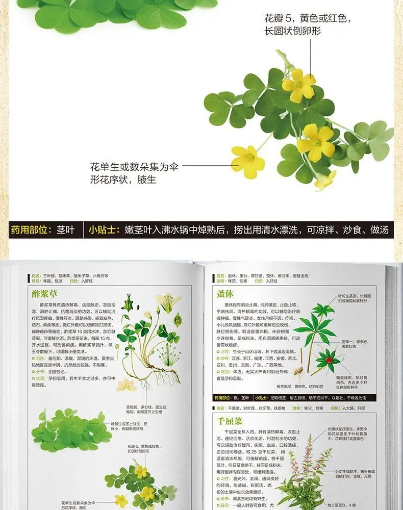 Illustrated Chinese Herbal Medicine Illustrated Book of Medicinal Plants (2 volumes) Chinese medicine books